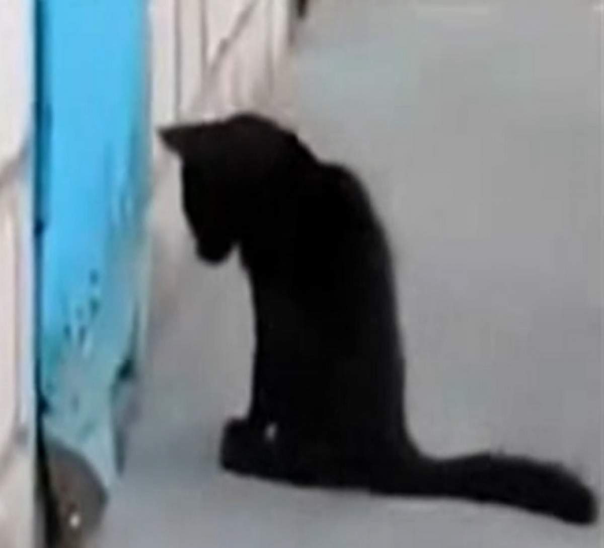 VIDEO / Amuzant! O pisică eroină a salvat un câine din încăperea unde era închis