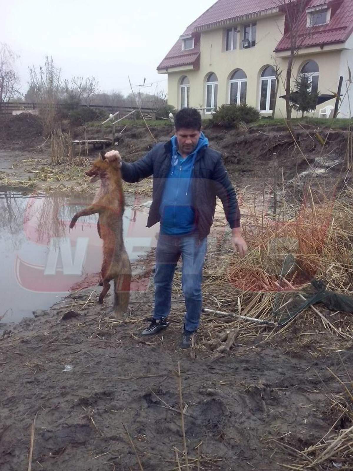 EXCLUSIV Ogică, suspect de turbare! A ajuns în stare critică, la spital, după ce a omorât o vulpe!