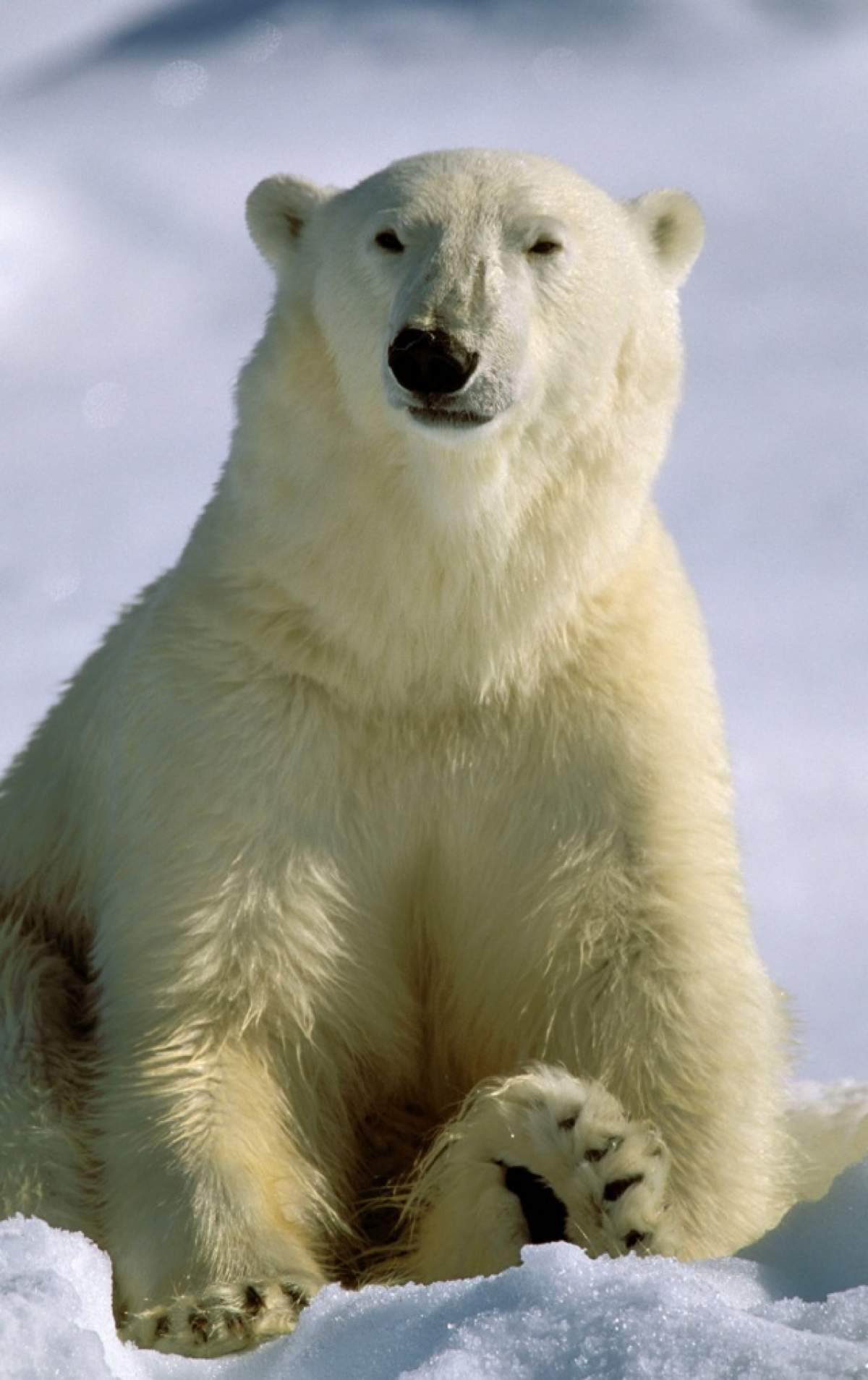 ÎNTREBAREA ZILEI - DUMINICĂ / Ce culoare are blana urşilor polari? NU E ALBĂ