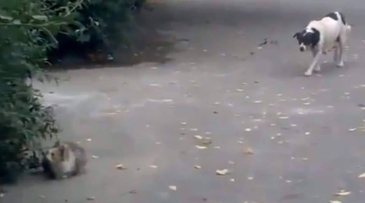 VIDEO/ Mori de râs! Un câine a vrut să atace mişeleşte o pisică, dar a căzut el victimă
