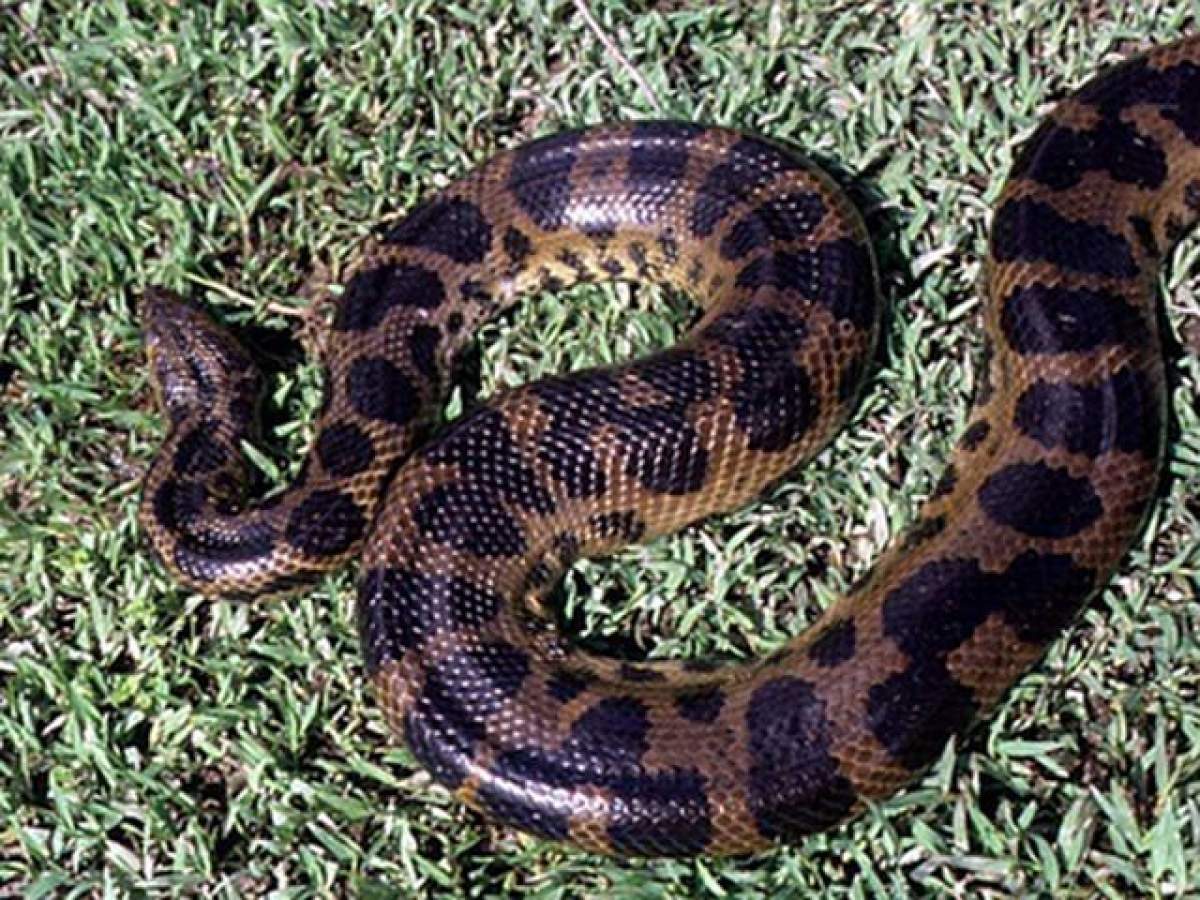 VIDEO/ Şocant! S-a lăsat mâncat de un anaconda pentru un experiment