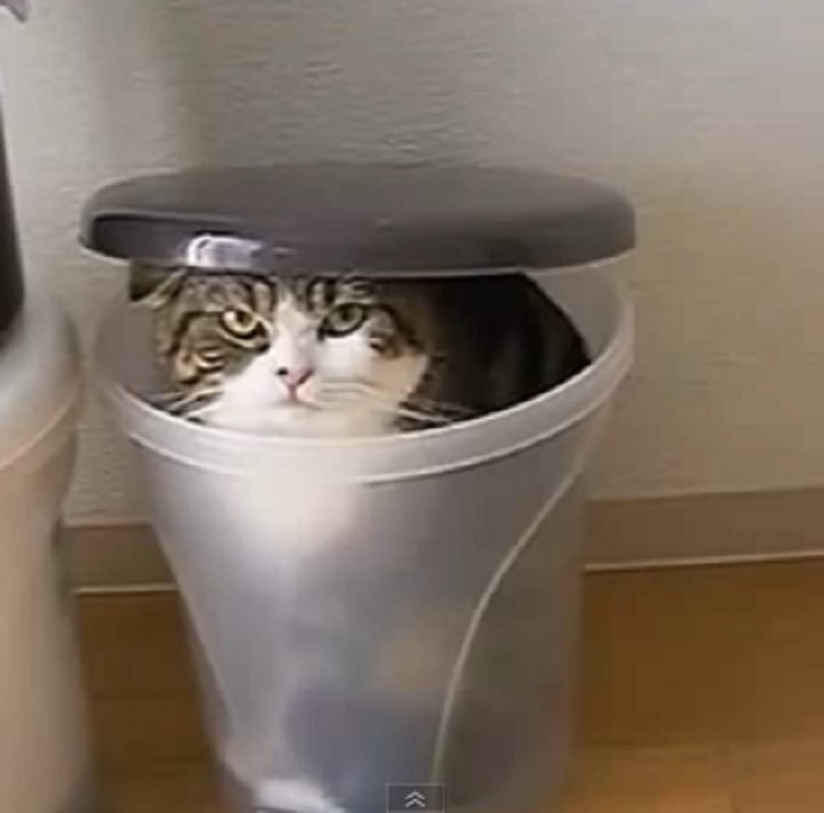 VIDEO AMUZANT / O pisică adoră să doarmă în coșul de gunoi! Uite cât de pufoasă e!
