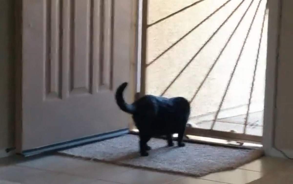 VIDEO/ Te va uimi! O pisică ar putea sparge o casă! De ce este capabilă felina