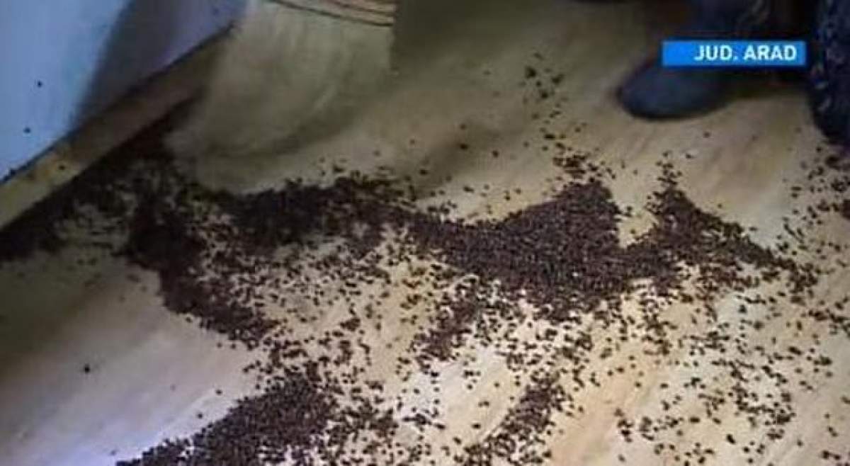 VIDEO / Arădenii sunt disperaţi! Au fost invadaţi de insecte: "Vine sfârşitul lumii"
