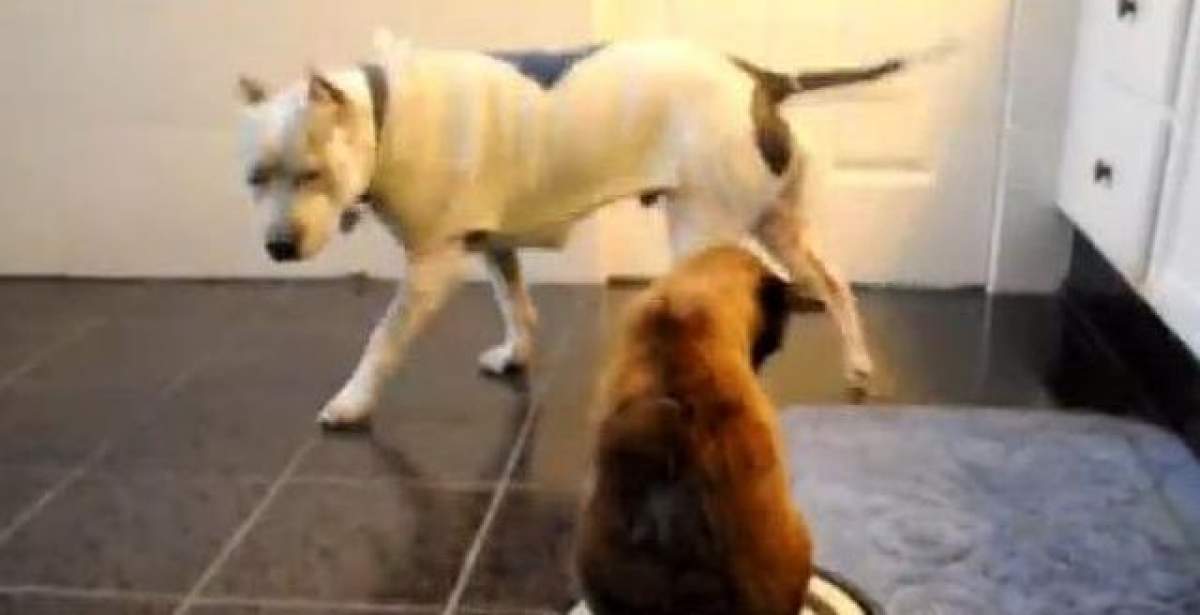 VIDEO / El pare un câine fioros, ea este o felină şireată! Un pitbull a fost umilit de pisica familiei! Ce-i face zilnic "mustăcioasa"