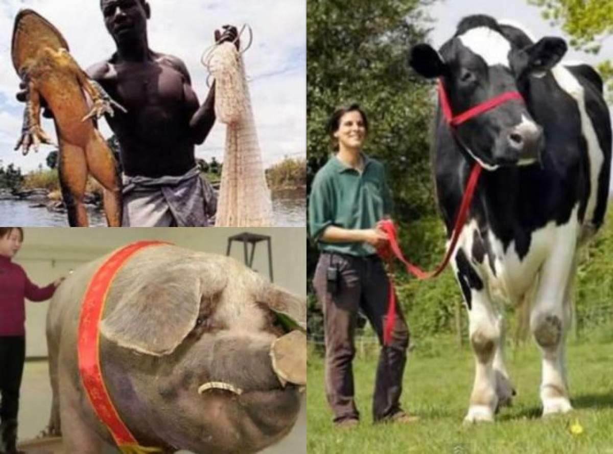 VIDEO / Sunt uriaşe! Top 10 cele mai mari animale din lume