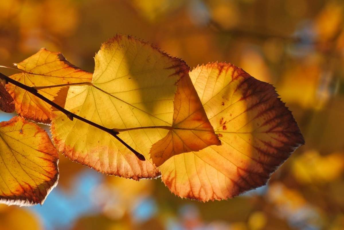 VREMEA va fi mai caldă decât în mod normal în acest weekend! Prognoza meteo pe două zile