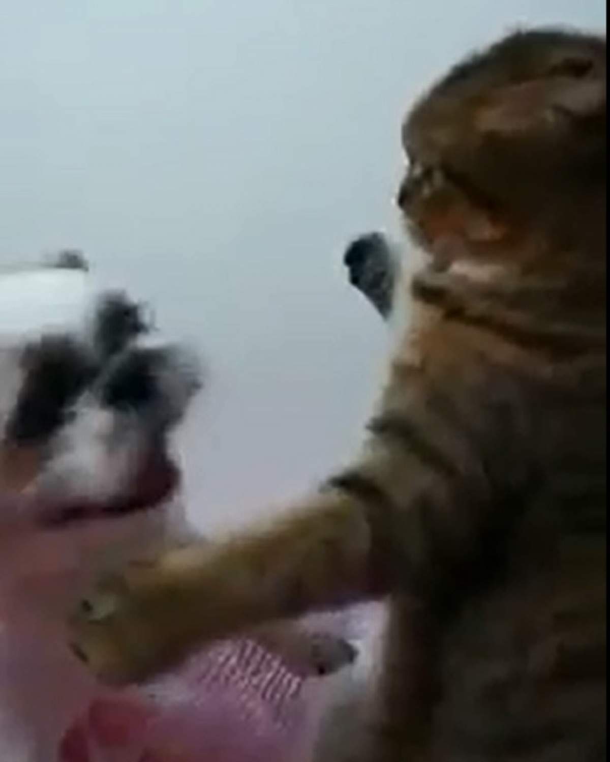 VIDEO/ Luptă cruntă între o pisică și un caine! Te vei prăpădi de râs