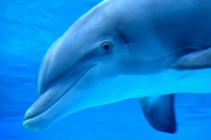Un delfin a murit din cauză că a făcut prea mult sex