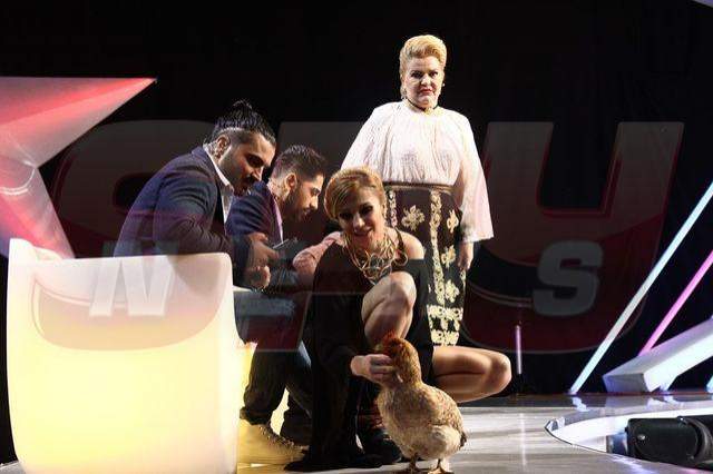 Imagini incredibile! Lora, atacată de o găină, la TV