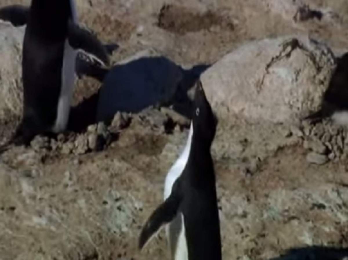 VIDEO /  Amuzant sau trist? Cum reacţionează un pinguin atunci când înnebuneşte?