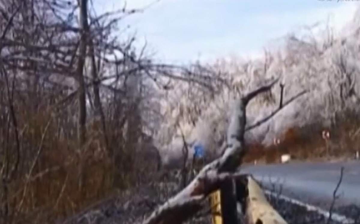 VIDEO / Fenomen bizar în România! Oamenii au rămas uluiţi când au intrat într-o pădure