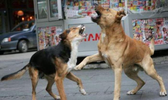 Femeie din Capitală, atacată de câini în ziua de Crăciun! Cum a scăpat din colţii animalelor
