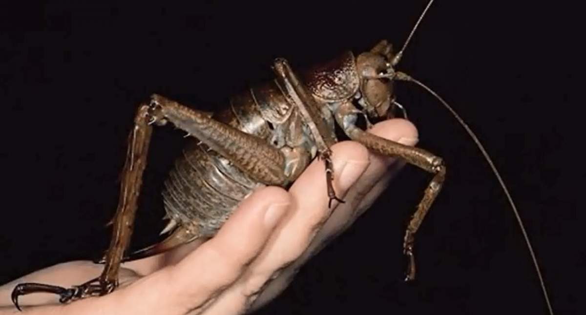 ÎNTREBAREA ZILEI - MIERCURI: Care este cea mai mare insectă din lume?