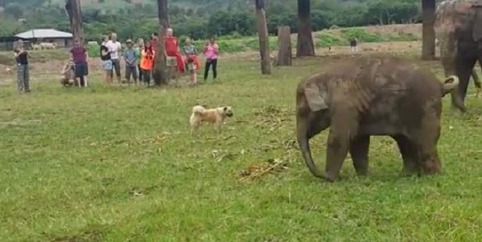 VIDEO / Ce se întâmplă când un pui de elefant interacţionează cu un câine?