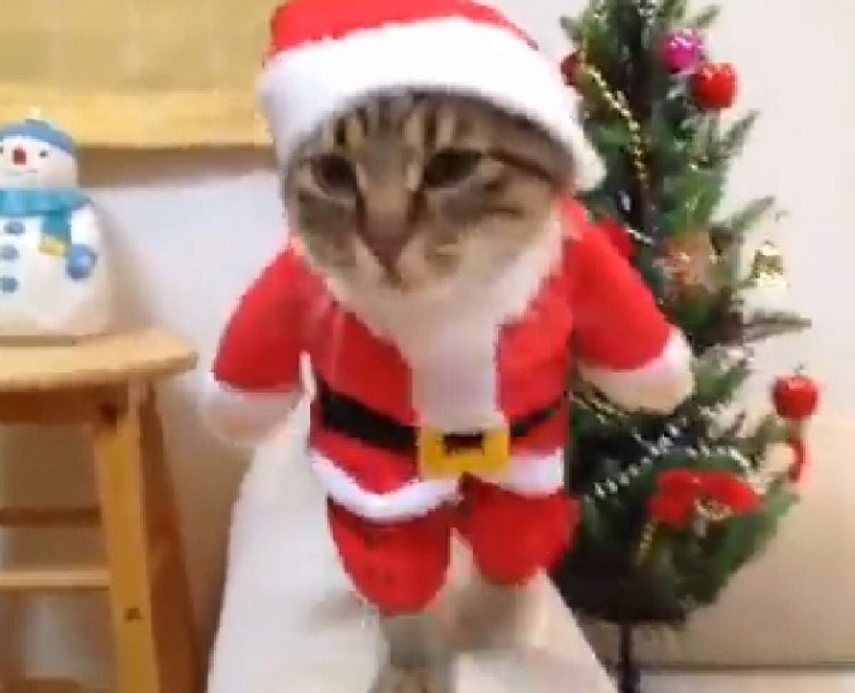 VIDEO / Adorabil sau nu? O pisică a purtat cel mai amuzant costum de Crăciun