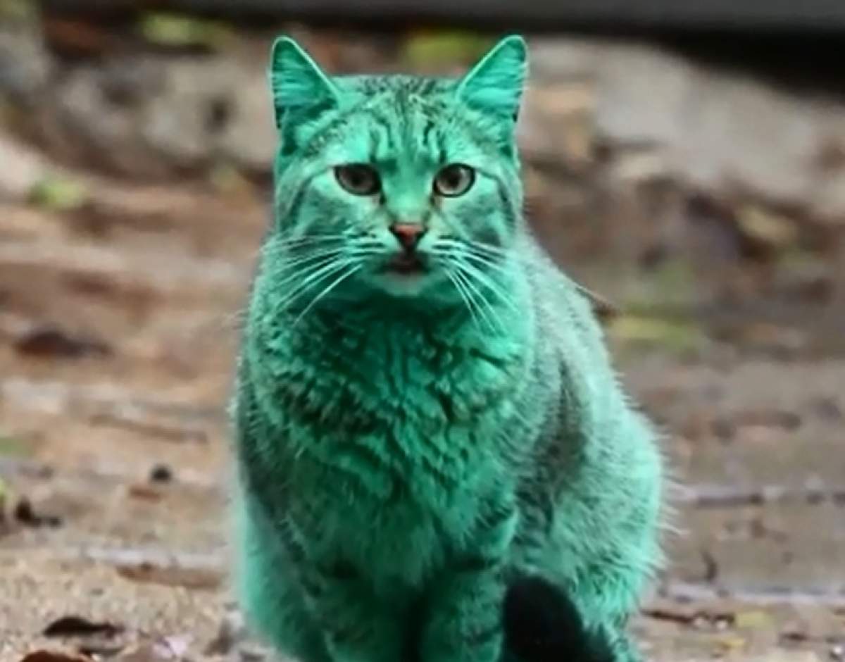 VIDEO / O pisică verde a creat agitaţie în lume! Motivul surprinzător pentru care a ajuns aşa