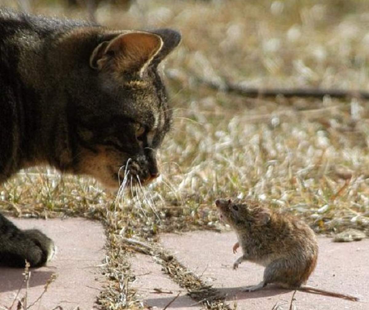ÎNTREBAREA ZILEI - SÂMBĂTĂ: Ce animal prindea şoarecii înainte de domesticirea pisicii?