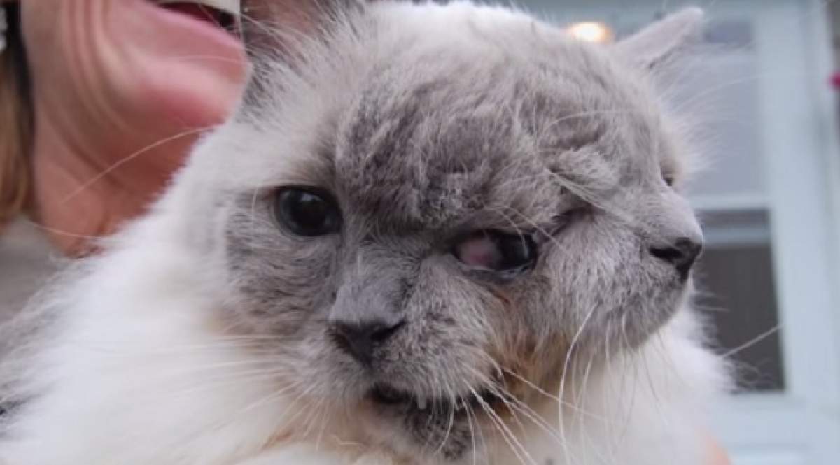 VIDEO / Felina cu două feţe a murit! Toţi sunt îndureraţi de pierderea pisicii