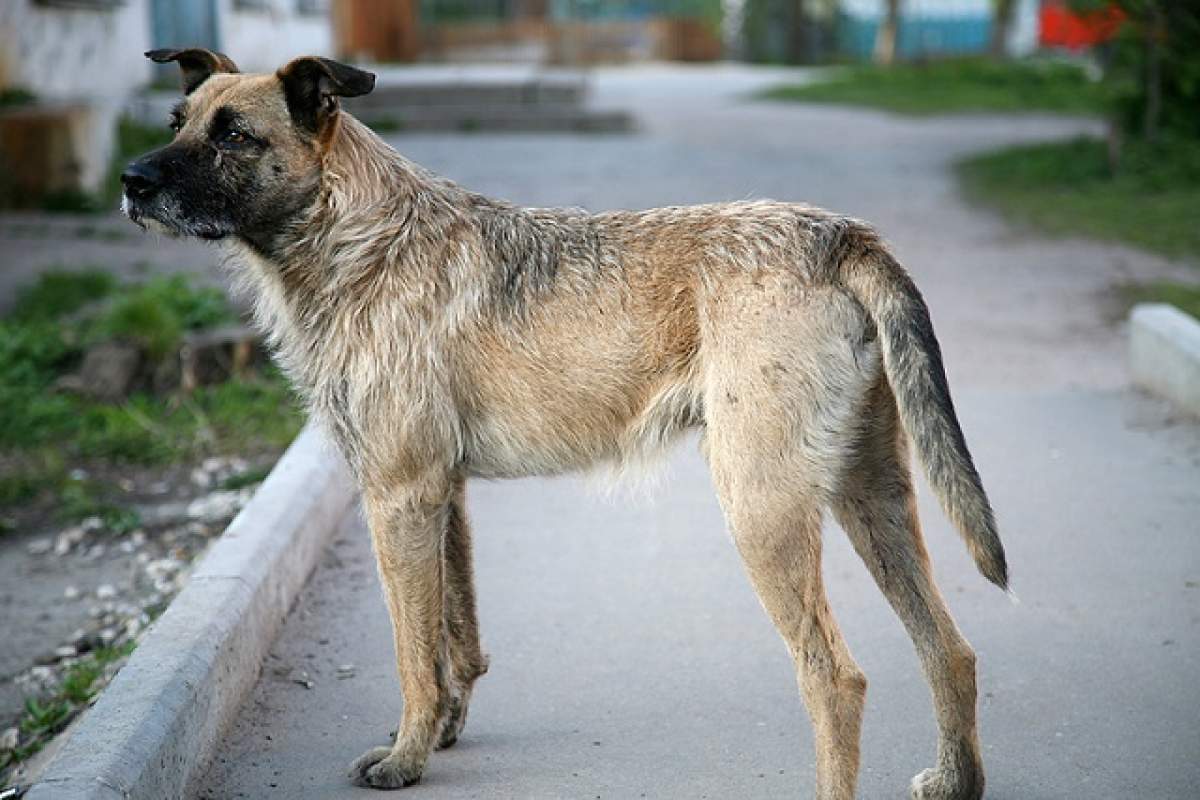 Metode eficiente pentru a evita să fii muşcat de maidanezi! Te vor ajuta