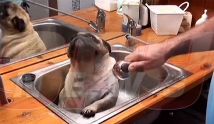 VIDEO / Relaxare totală! Un pug adoră să facă baie în chiuvetă
