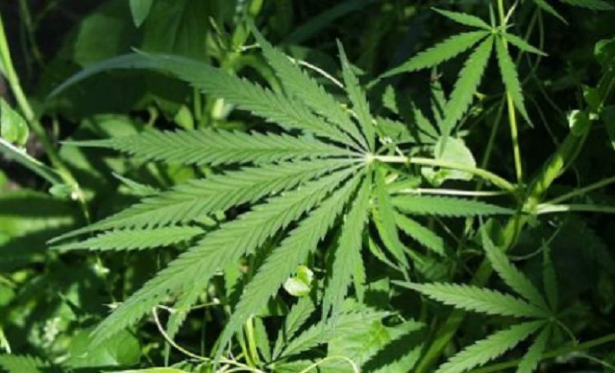 O mamă a renunţat la bradul de Crăciun şi a crescut o plantă de marijuana: "Am cel mai frumos pom din cartier"