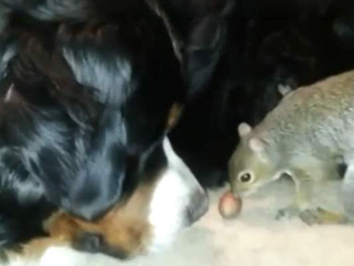 VIDEO Ceva mai haios nu ai văzut! Cum îşi ascunde o veveriţă mâncarea