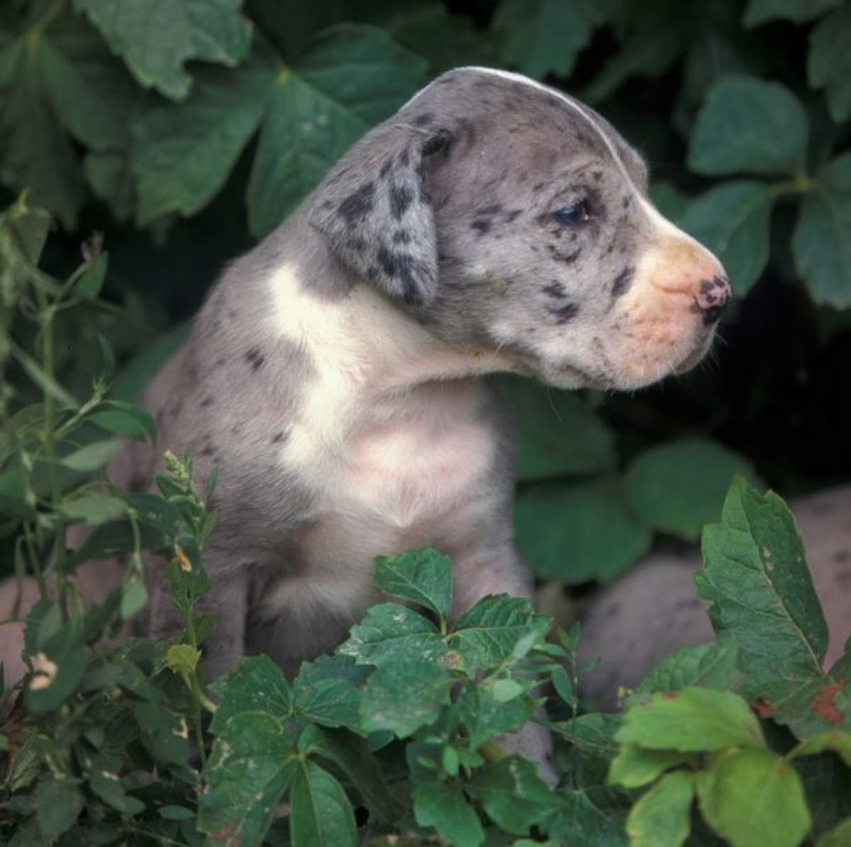 Şi-a îmbogăţit stăpânii! Descoperirea fabuloasă făcută de un câine în timp ce era scos la plimbare