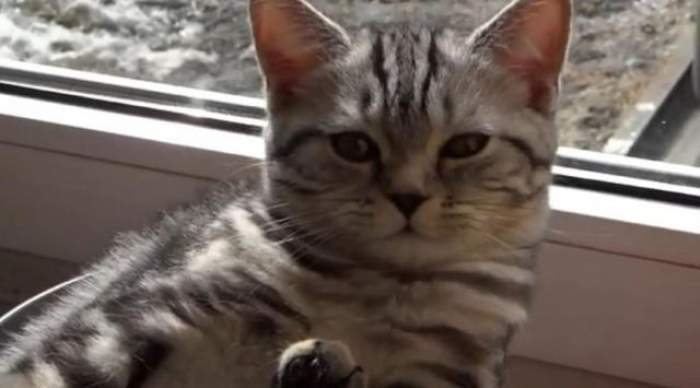 VIDEO Pisicuţă mai drăgălaşă nu ai văzut! Uite cum se relaxează într-un loc în care nu ai fi crezut că e posibil