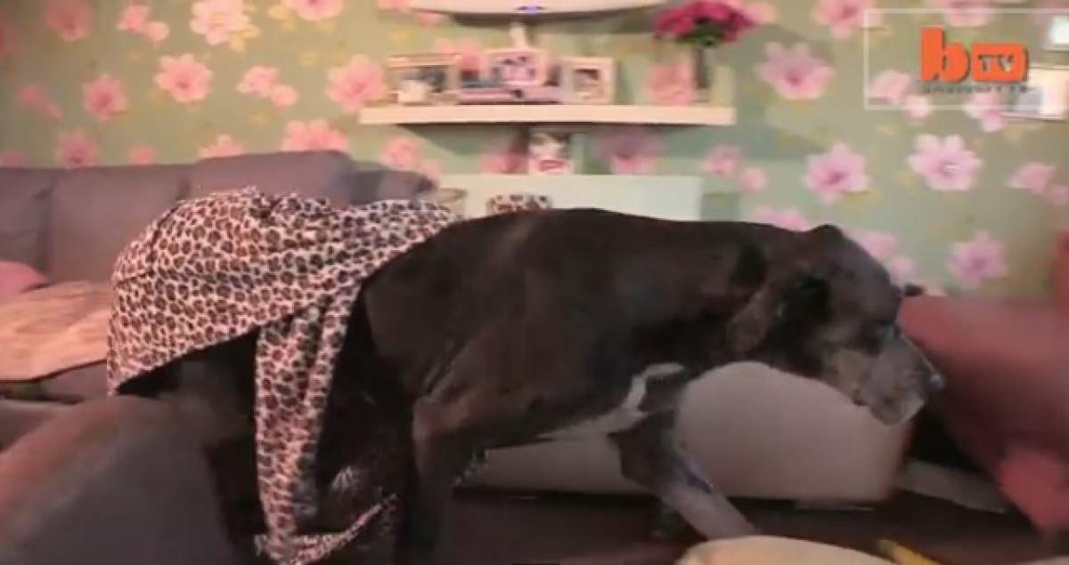 VIDEO E cel mai mare câine din Marea Britanie! Vei rămâne mut de uimire când vei vedea ce poate face patrupedul gigant