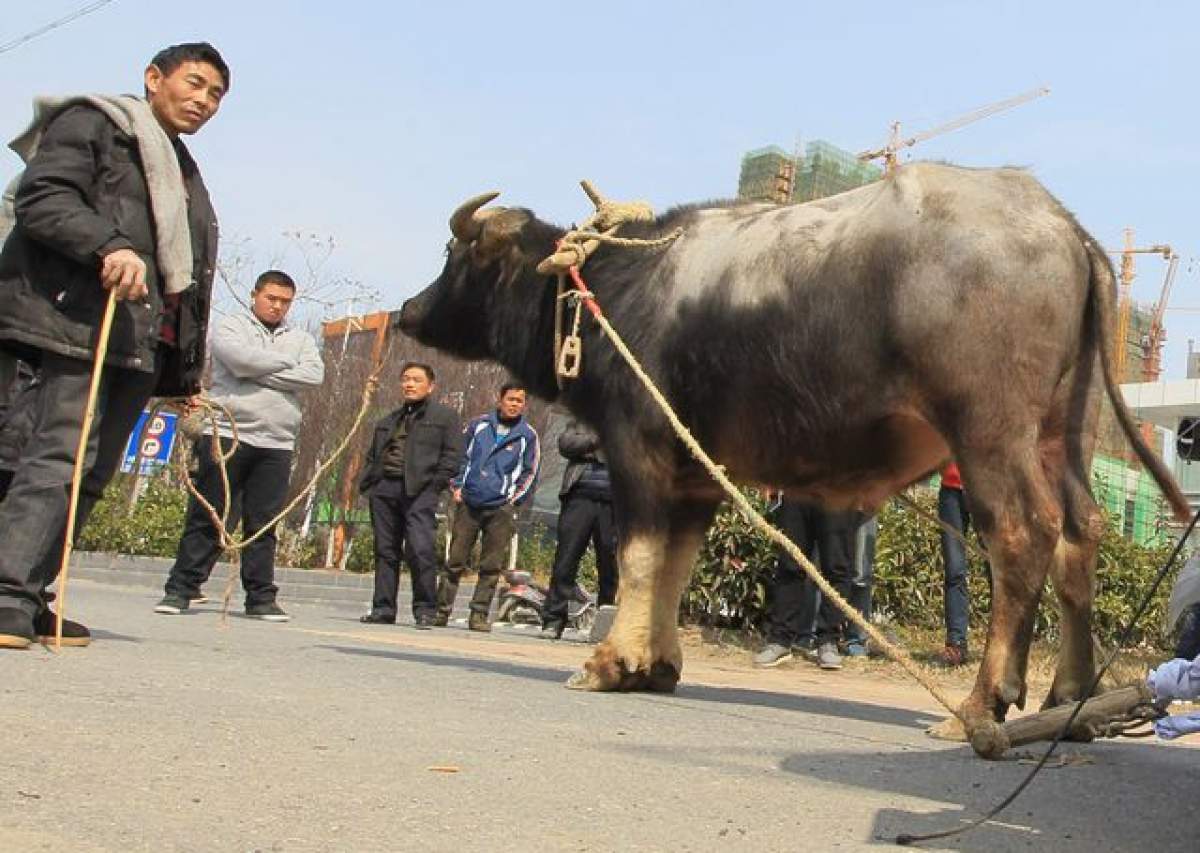 Chinezii au reinventat... căruţa! E incredibil ce au putut face cu o vacă şi un BMW