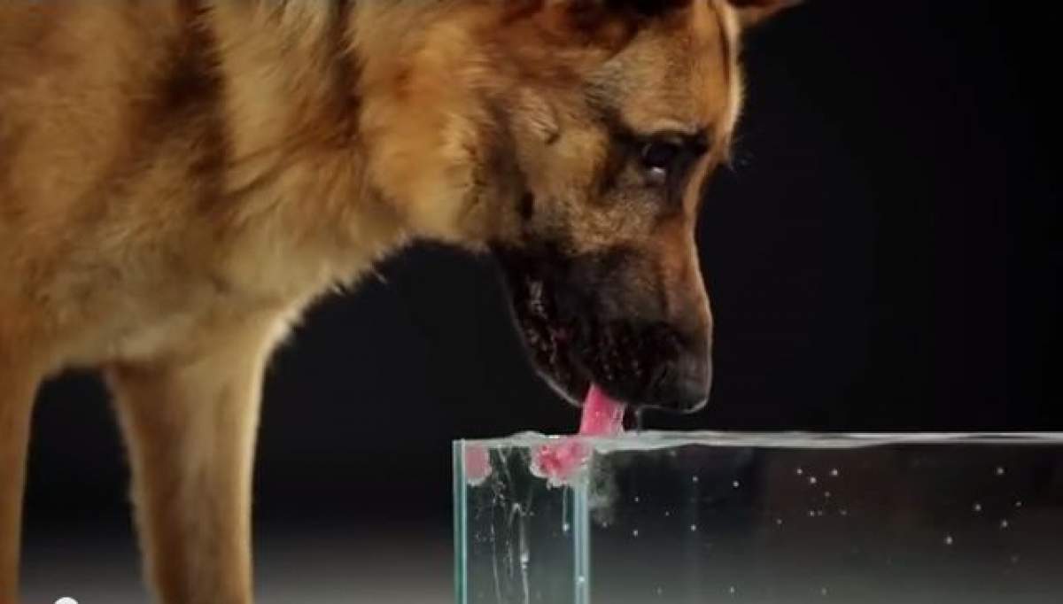 VIDEO Punem pariu ca nu ai idee cum bea câinele apă? Acest clip o să te uimească