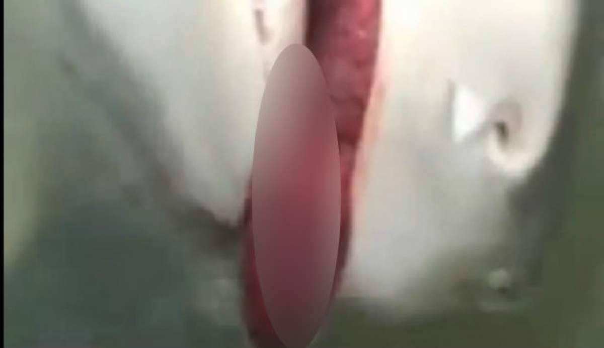 VIDEO 18+ INCREDIBIL Rechinul are în gură un penis? Ce au surprins pe cameră tinerii ăştia a făcut înconjurul lumii!