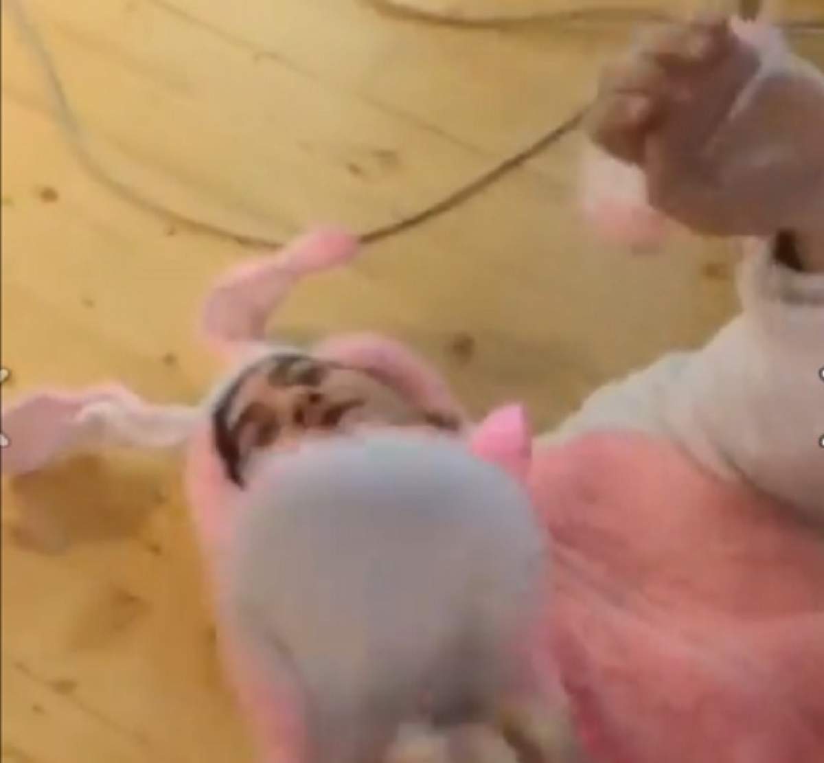 VIDEO Vrei să-l vezi pe Fulgy îmbrăcat în iepure roz, ţopăind prin casă? Pare incredibil, dar s-a filmat aşa!