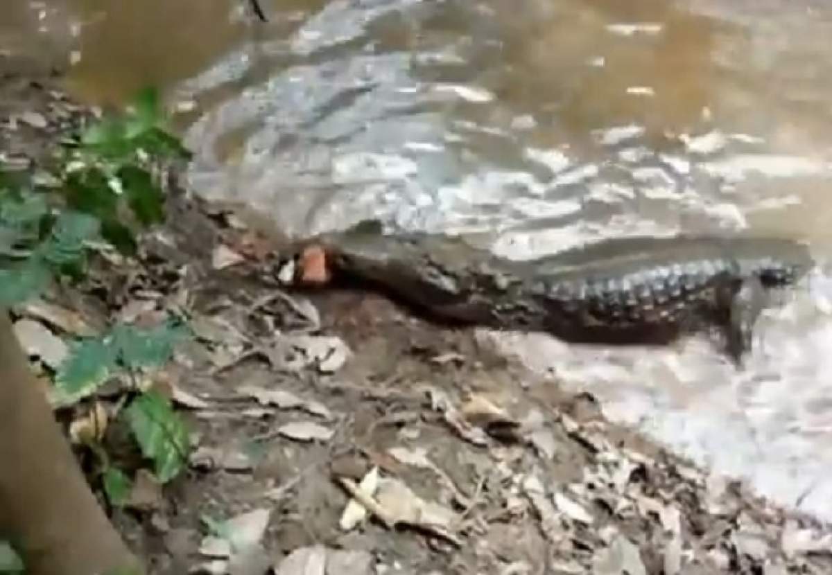 VIDEO Ce se întâmplă când un aligator atacă un ţipar electric? Nu te-ai fi gândit la aşa ceva