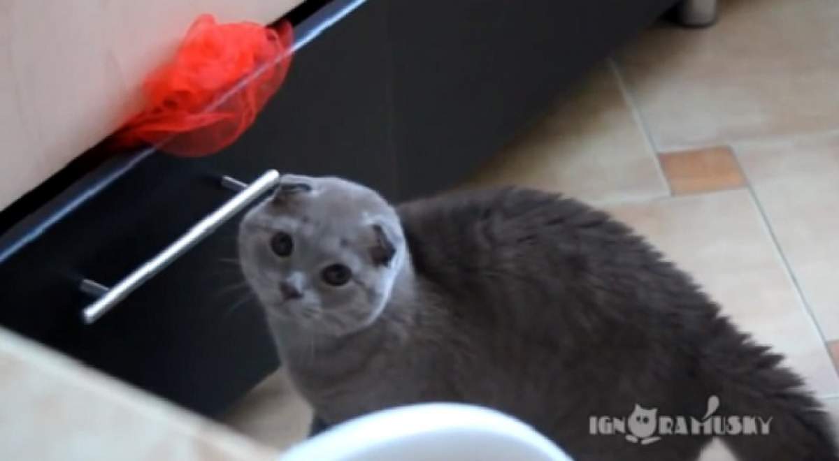 VIDEO Reacţie uimitoare a unei pisici, prinsă în flagrant! E cel mai expresiv animal pe care l-ai văzut vreodată!