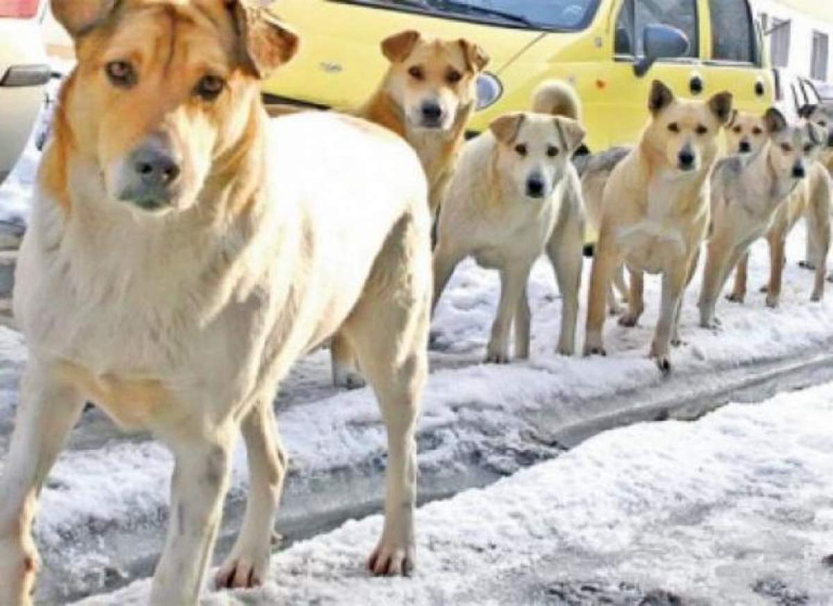 O iubitoare de animale creşte nici mai mult, nici mai puţin de 50 de maidanezi în curtea ei! Vecinii sunt terorizaţi