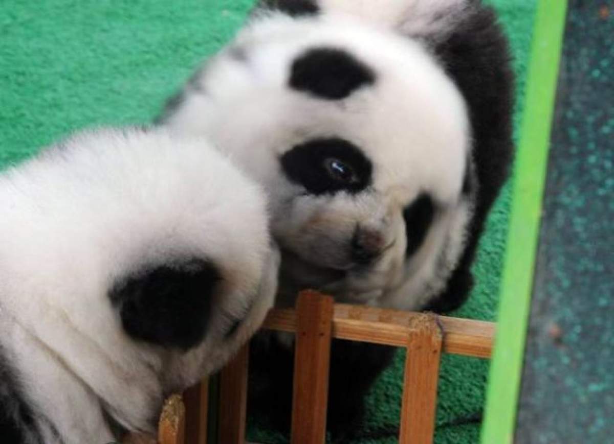 Să vezi şi să nu crezi! Câinele panda: O specie hibrid sau un experiment eşuat?