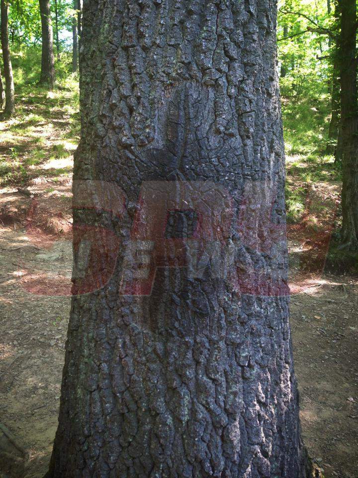 Simona Traşcă nu-şi poate reveni după moartea fratelui! Vezi unde s-a ascuns ca să-şi plângă durerea!