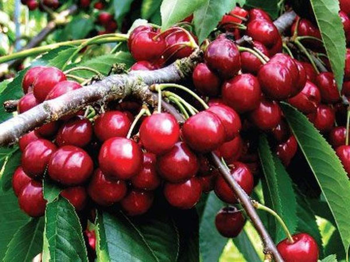 Dieta cu cireşe are efecte remarcabile! Tu ai încercat-o?