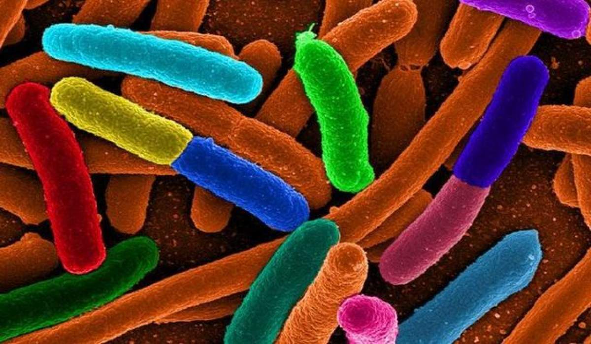 De vorbă cu microbii: prima conversaţie între oameni şi bacterii! Ce le-au spus cercetătorilor care le studiază