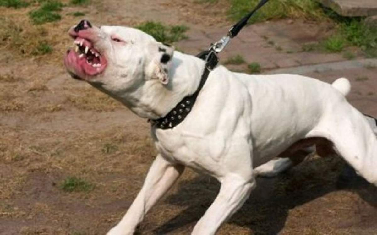 Incredibil! Un copil a fost muşcat de un pitbull, după ce stăpânul i-a dat comanda