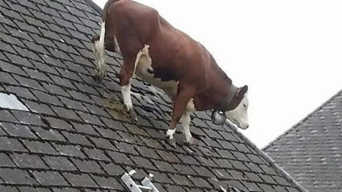 Imaginea zilei! O vacă a ajuns vedetă pe INTERNET, după ce s-a cocoţat pe...casă!