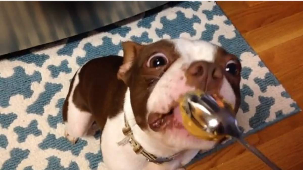 VIDEO Reacţie incredibilă a unui căţel care gustă pentru prima dată-n viaţă unt de arahide!