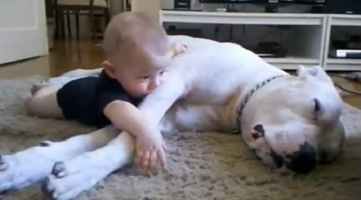 VIDEO Imaginile care te vor emoţiona! Dragoste necondiţionată între un bebeluş şi un câine de talie mare