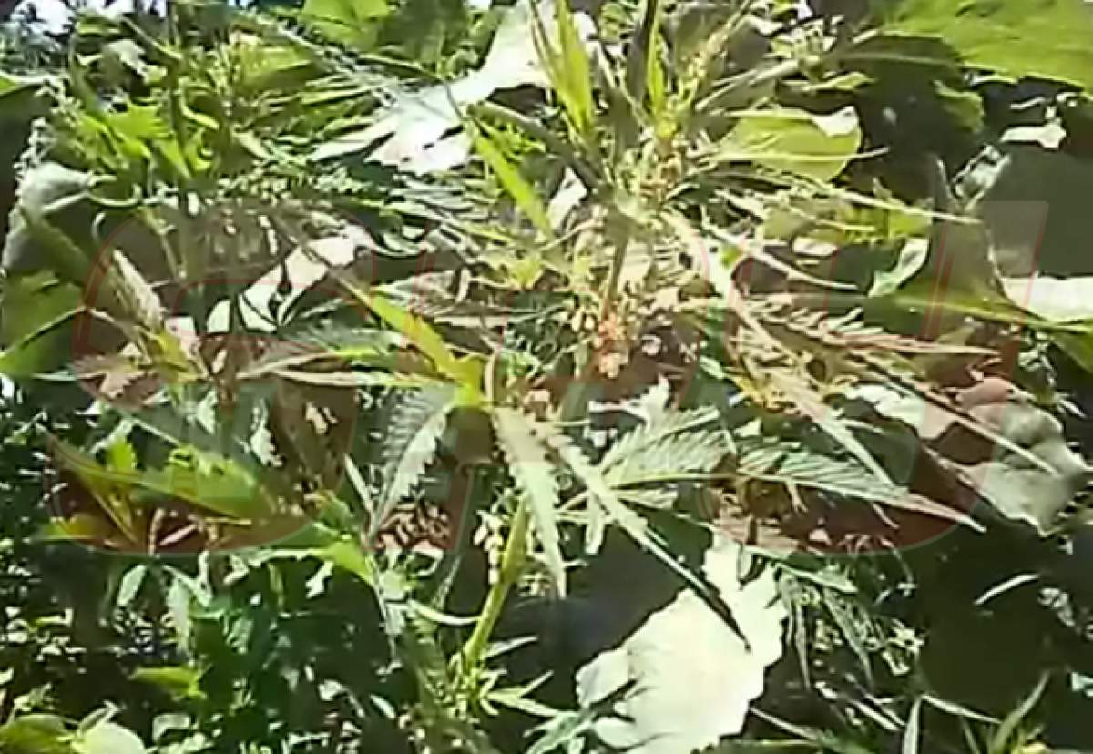 VIDEO Alertă în Constanţa! Cultură de cannabis în lanul de grâu!