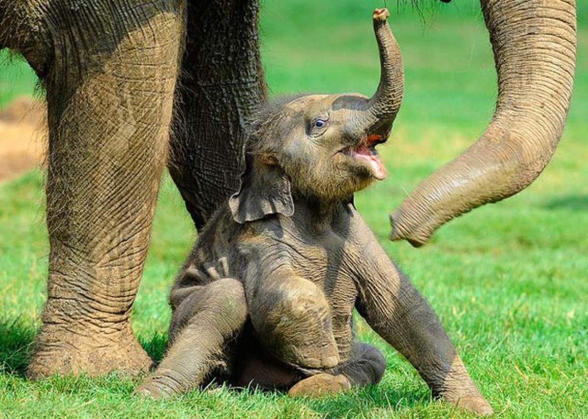 De-a dreptul adorabil! Cum arată puii de elefant atunci când abia învaţă să-şi folosească trompa