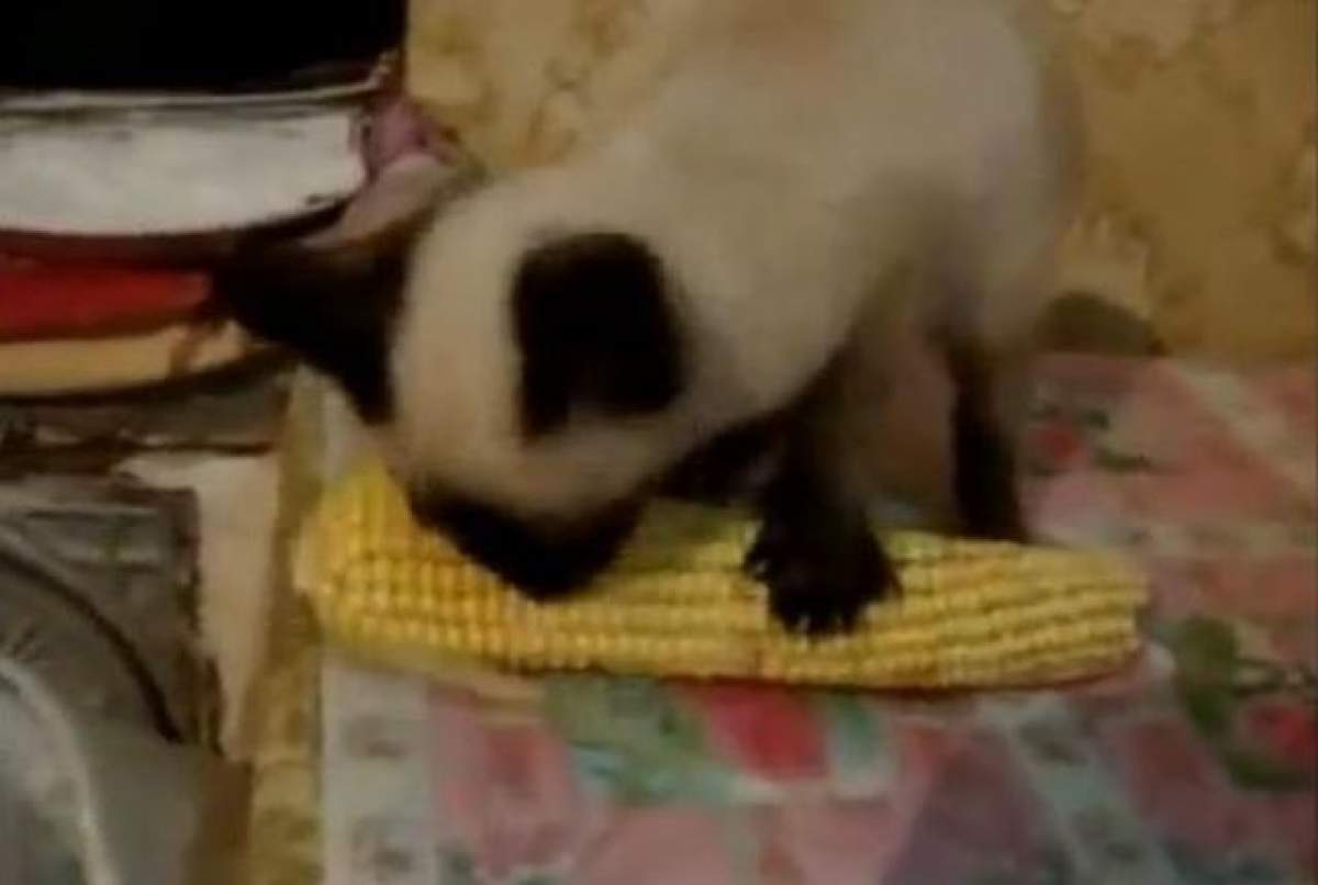 VIDEO Imagini delicioase! O pisică face senzaţie pe Internet! Te va cuceri atunci când o vei vedea cu câtă poftă mănâncă porumb fiert!