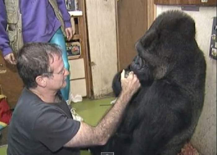VIDEO/ Ţi se înmoaie sufletul! Cum a reacţionat gorila Koko, prietena lui Robin Williams, când a aflat că Robin Williams s-a sinucis