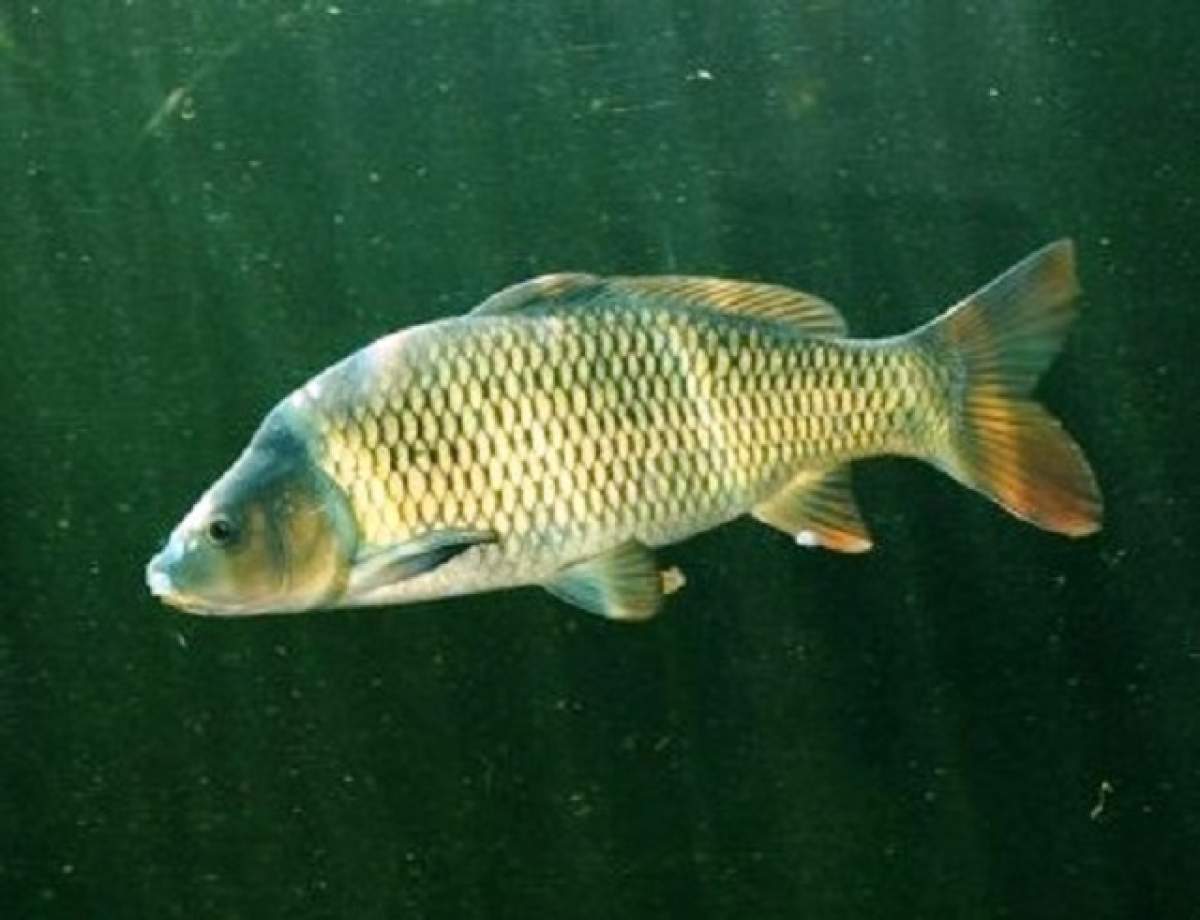 Avertisment şocant lansat de cercetători: "Peştii din Dunăre sunt cancerigeni"